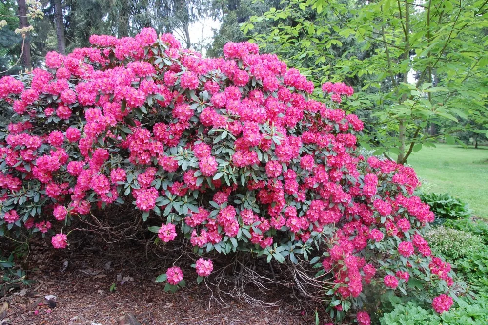 Rododendron ´moravanka´