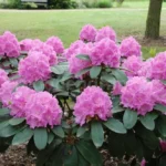 Rododendron ´petr´ Rododendron-petr-6646.jpg