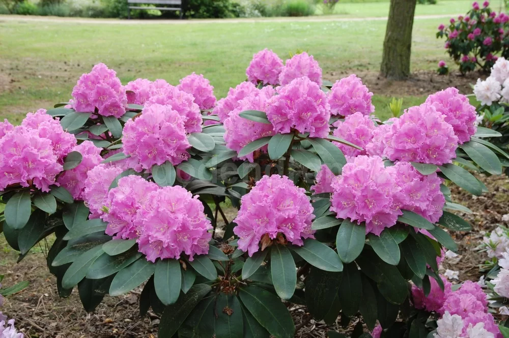Rododendron ´petr´