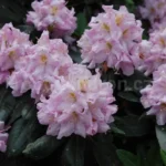 Rododendron-rose-marie-6977.jpg