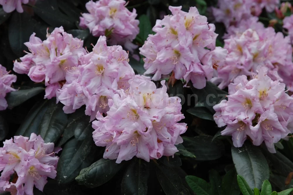 Rododendron ´rose marie´