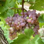 Roter_Veltliner_Klosterneuburg