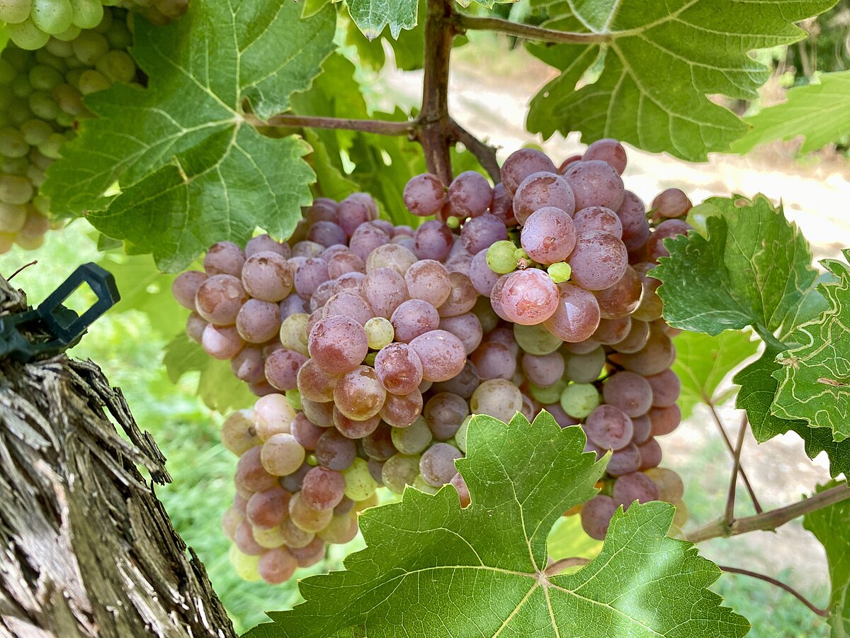 Réva vinná ´veltlínské červené ´rané´