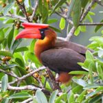 Roufus_Hornbill_(cropped)