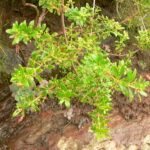 Rubia_fruticosa_-_Tasaigo_(Marianne_Perdomo)