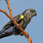 Rüppell’s_parrot_(Poicephalus_rueppellii)_female