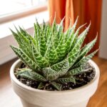 SPR-lace-aloe-7377345-01-c26800a47cc0452d89f24cda0e1cd615