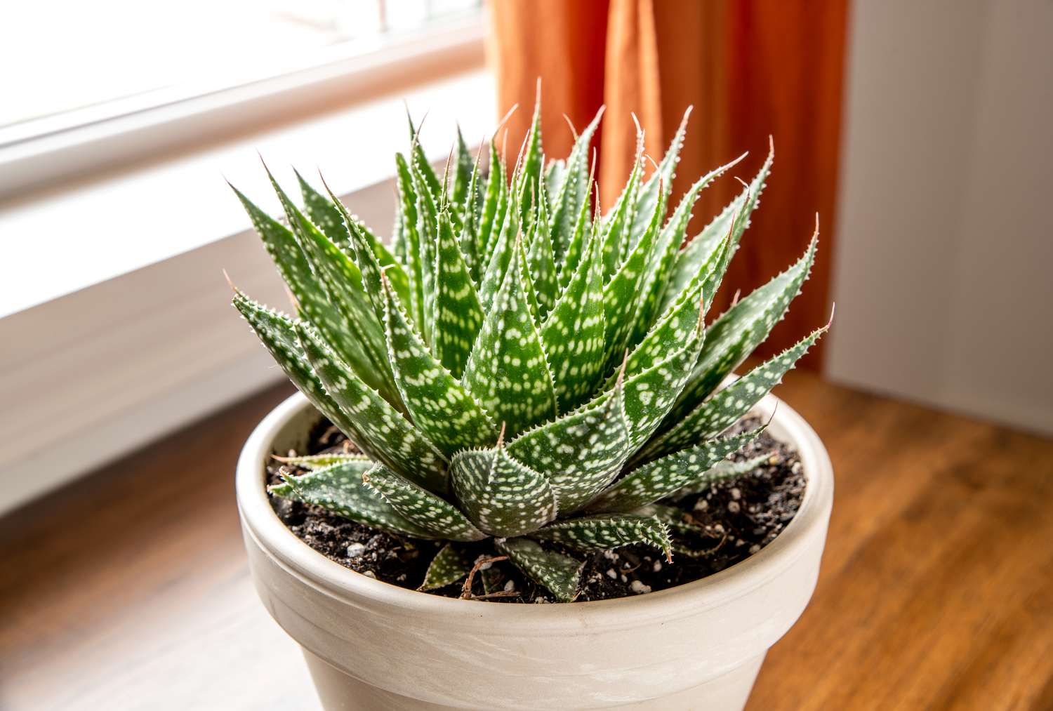 Aloe aristata