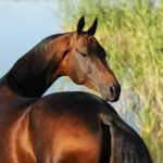 Akhal-teke stallion Saburbek