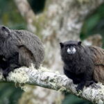 Saguinus_nigricollis_199525813