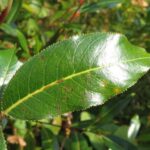 Salix_pentandra17