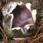 Sarcosphaera_coronaria_42754
