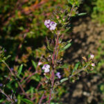 Satureja_hortensis_002