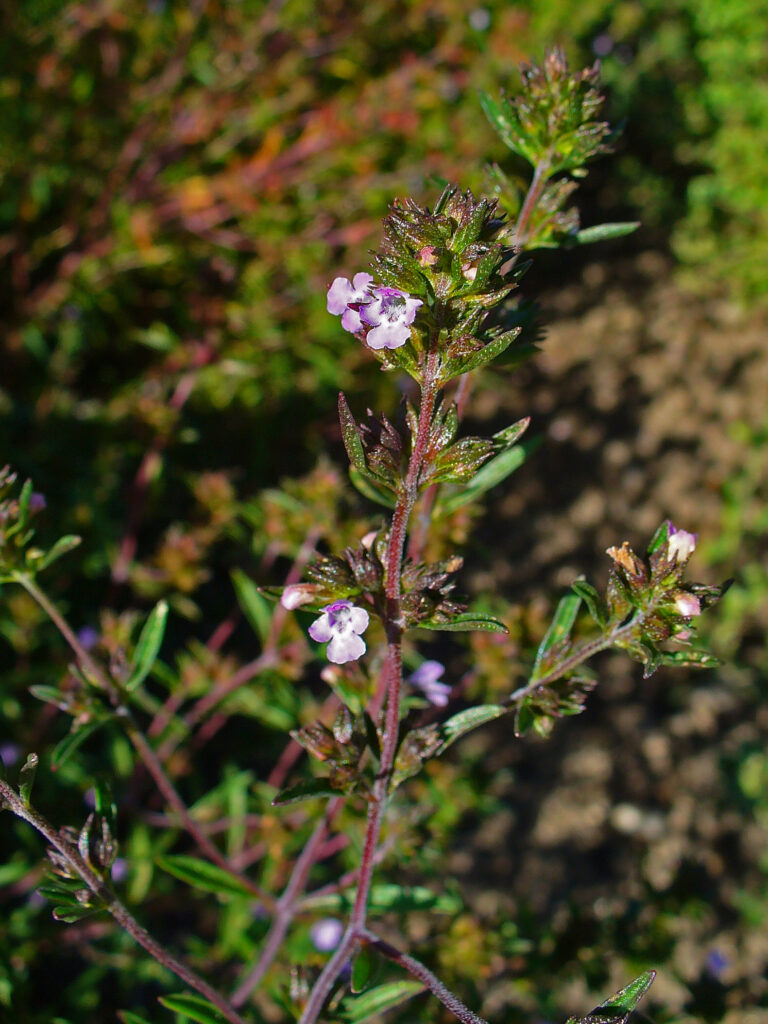 Saturejka palmská Satureja_hortensis_002