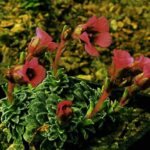 Saxifraga ‚Ariel‘