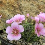 Saxifraga ‚Dwight Ripley‘