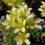 Saxifraga-Gregor-Mendel-2