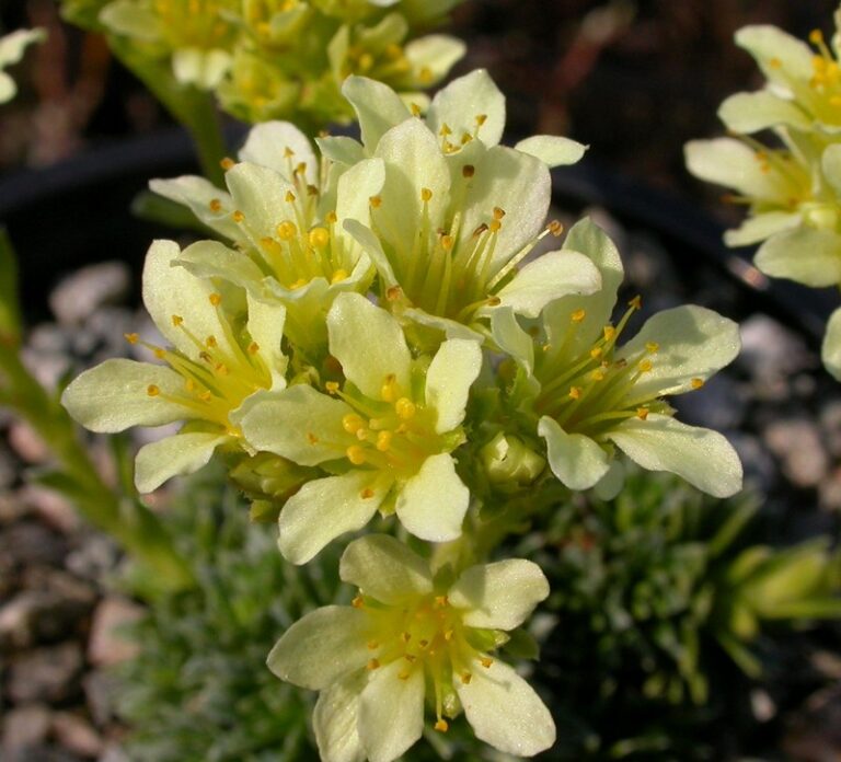 Saxifraga-Gregor-Mendel-2