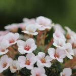 Saxifraga-Jenkinsae-928-scaled