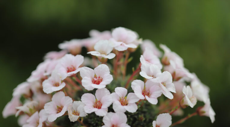 Saxifraga-Jenkinsae-928-scaled