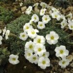 Saxifraga ‚Maria Luisa‘