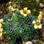 Saxifraga ‚Parcevalis‘