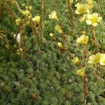 Saxifraga ‚Paula‘