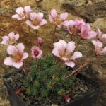 Saxifraga ‚Robin Hood‘