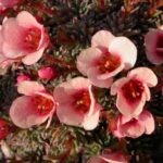 Saxifraga-Vladana