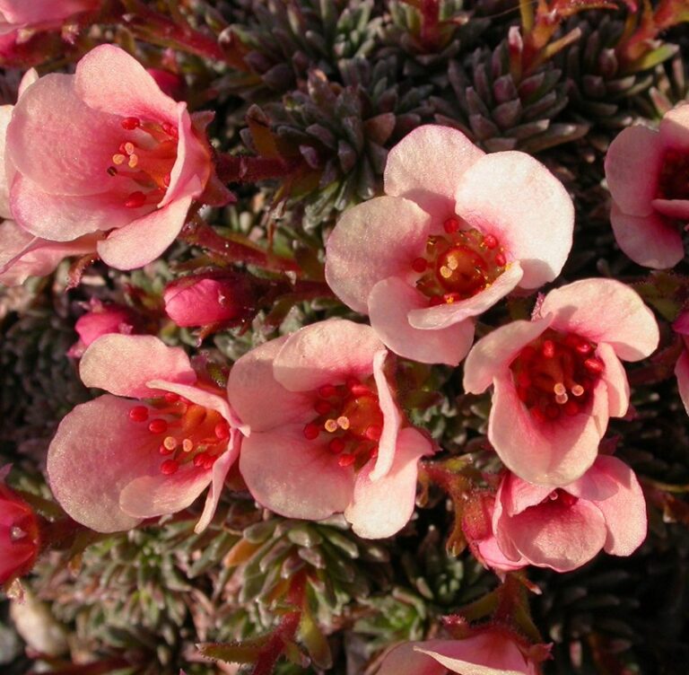 Saxifraga-Vladana