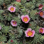 Saxifraga suendermannii