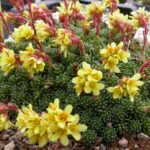 Saxifraga-x-apiculata-albert-einstein-saxifrage