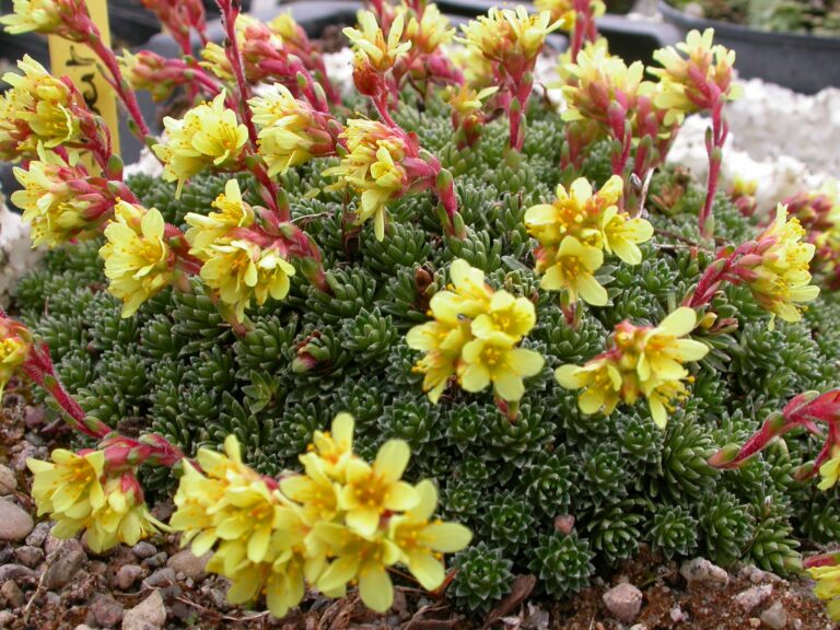 Saxifraga-x-apiculata-albert-einstein-saxifrage