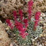 Saxifraga x doerfleri Tycho Brahe small