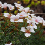 Saxifraga-x-irvingii-mother-of-pearl-saxifrage