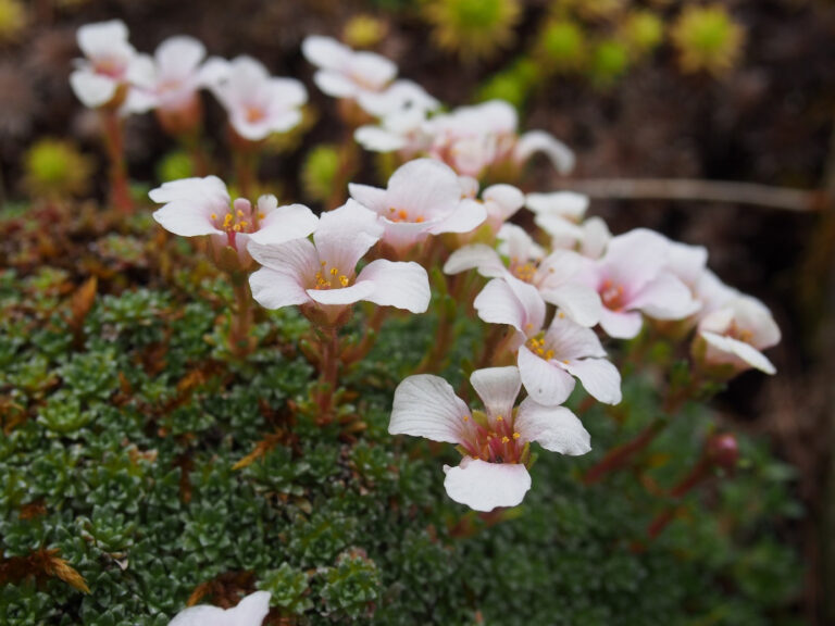 Lomikámen ´mother of pearl´ Saxifraga-x-irvingii-mother-of-pearl-saxifrage