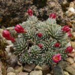 Saxifraga x mariae-theresiae Theresia ASN2 P2050890 crop small