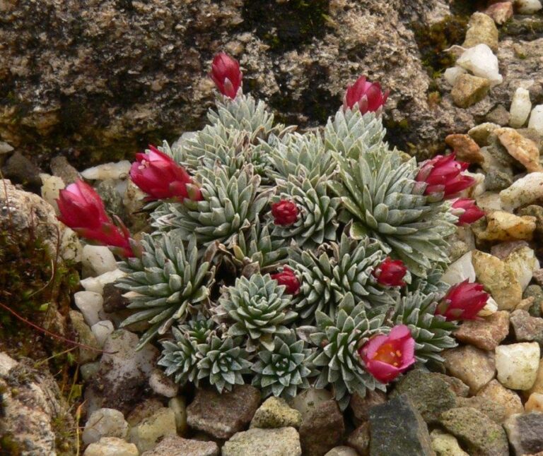 Lomikámen ´theresia´ Saxifraga x mariae-theresiae Theresia ASN2 P2050890 crop small
