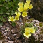 Saxifraga_’Gratoides_II’__S0023__03