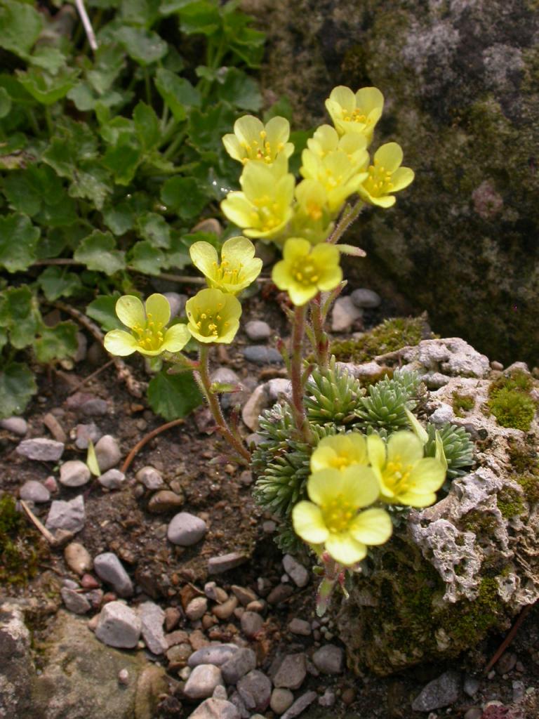 Lomikámen ´gratoides´