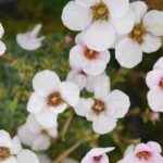 Saxifraga_’Jan_Werich’__S0197__05