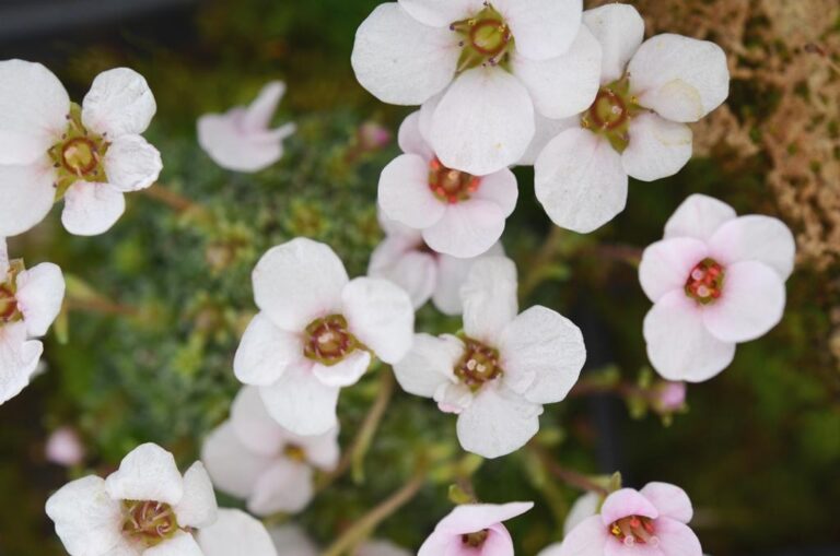 Saxifraga_'Jan_Werich'__S0197__05
