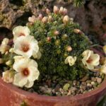 Saxifraga_’Vladana’__S0141__03