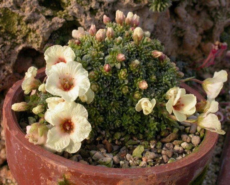 Lomikámen ´vladana´ Saxifraga_'Vladana'__S0141__03