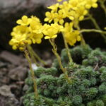 Lomikámen koburgův Saxifraga_ferdinandi-coburgi_02