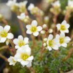 Saxifraga_marginata_-_robust_form__S0813__01