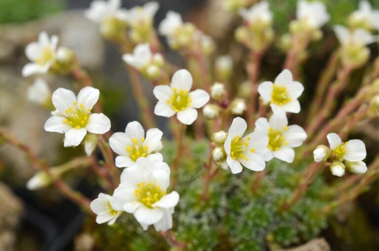 Lomikámen ´galaxie´ Saxifraga_marginata_-_robust_form__S0813__01