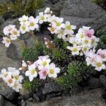 Saxifraga_marginata_6