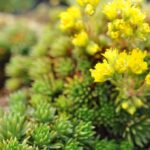 Saxifraga_sancta_ssp._pseudosancta__S0054__02