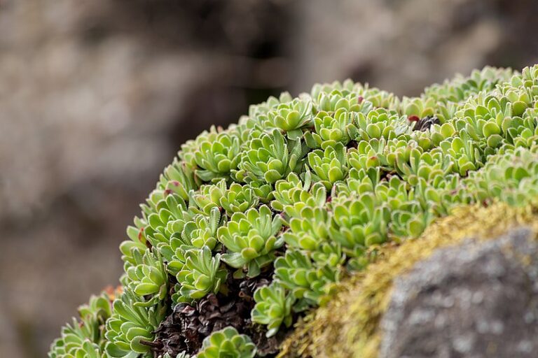 Saxifraga_urumoffii,_Royal_Botanic_Garden_Edinburgh,_Scotland,_GB,_IMG_3765_edit